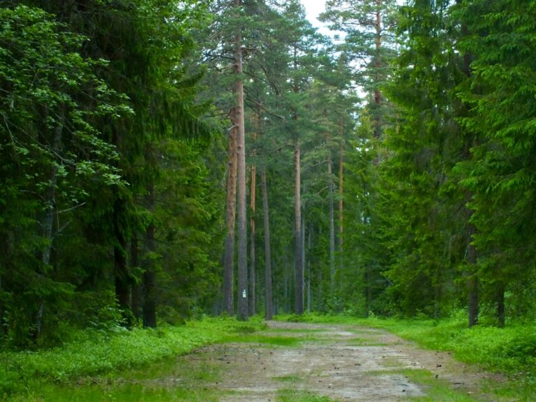Nordic walking w Kujawsko-Pomorskiem – przewodnik po trasach