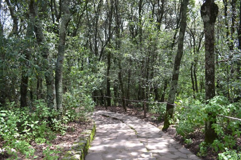 Bory Tucholskie na rowerze. Odkryj trasy dla aktywnych