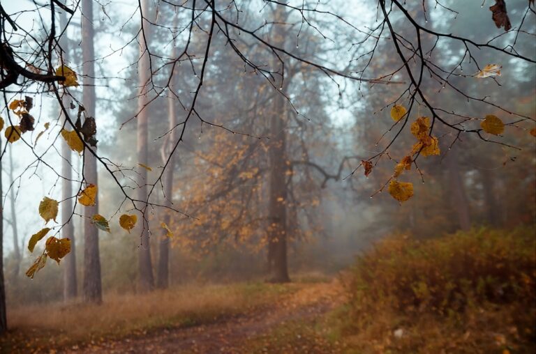 Fotografia przyrody w Borach Tucholskich. Porady dla fotografów