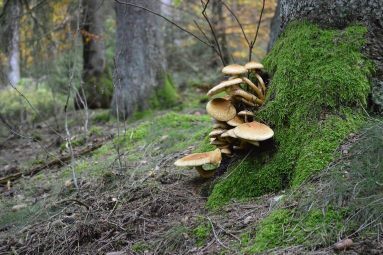 Grzybobranie w Borach Tucholskich. Gdzie na grzyby?