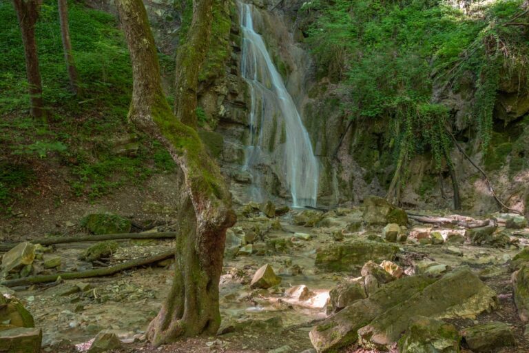 Pomniki przyrody w Toruniu – zwiedzaj zielone skarby miasta