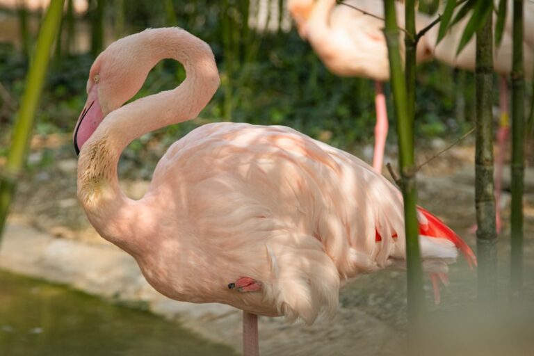 Zoo w Myślęcinku – atrakcje dla dzieci w Bydgoszczy